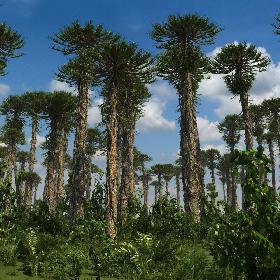 Prehistoric Conifer Trees Collection Arucaria